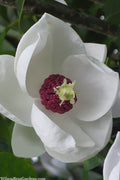  Charles Coates Magnolia - 3 Gallon Pot