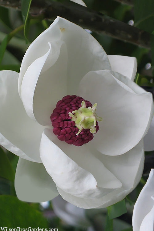  Charles Coates Magnolia - 3 Gallon Pot