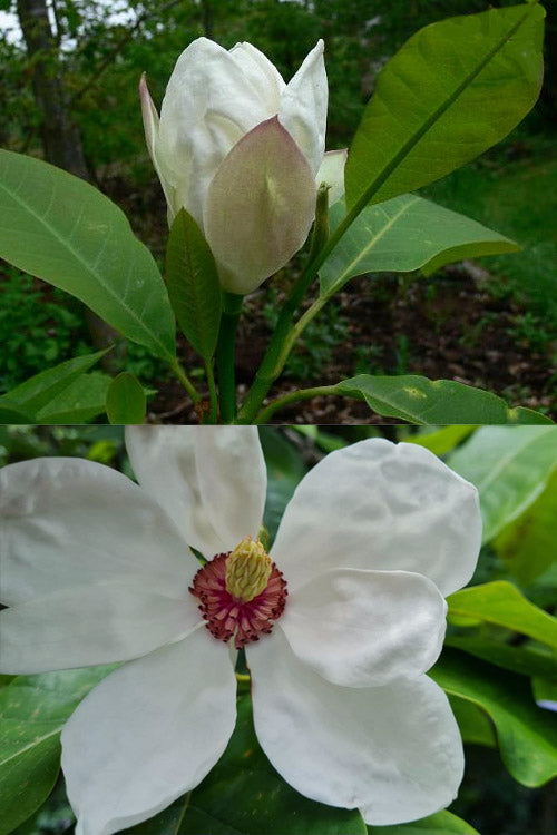 Charles Coates Magnolia - 3 Gallon Pot