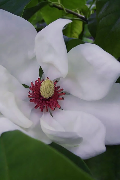  Charles Coates Magnolia - 3 Gallon Pot