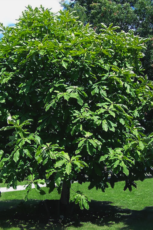  Charles Coates Magnolia - 3 Gallon Pot