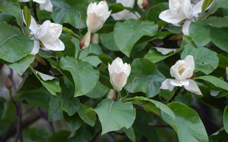  Charles Coates Magnolia - 3 Gallon Pot