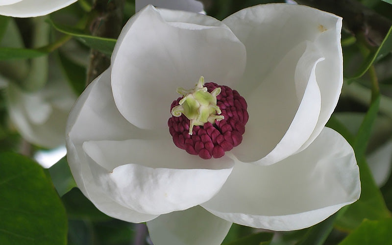  Charles Coates Magnolia - 3 Gallon Pot