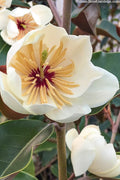  Coppertallica Evergreen Magnolia Tree - 7 Gallon Pot (6-7')