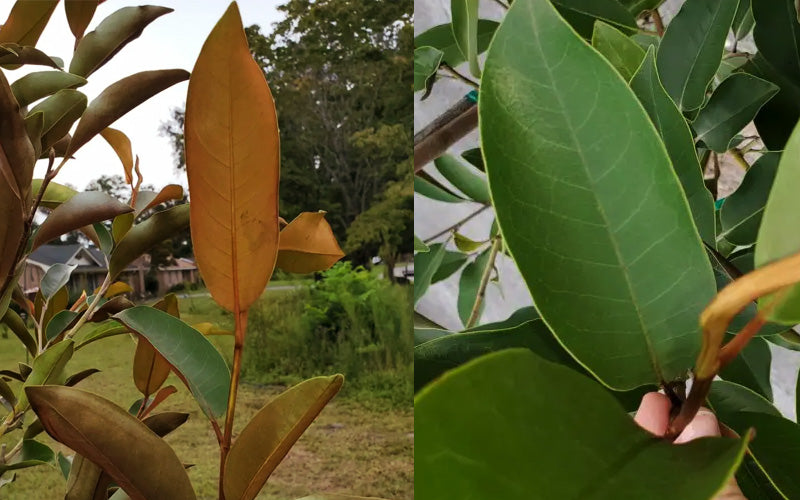  Coppertallica Evergreen Magnolia Tree - 7 Gallon Pot (6-7')