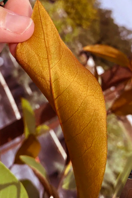  Coppertallica Evergreen Magnolia Tree - 7 Gallon Pot (6-7')