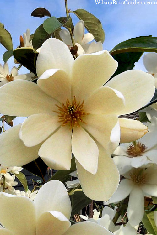  Fairy Cream Magnolia - 3 Gallon Pot