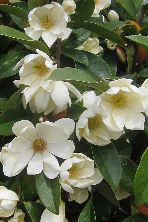  Fairy Cream Magnolia - 3 Gallon Pot