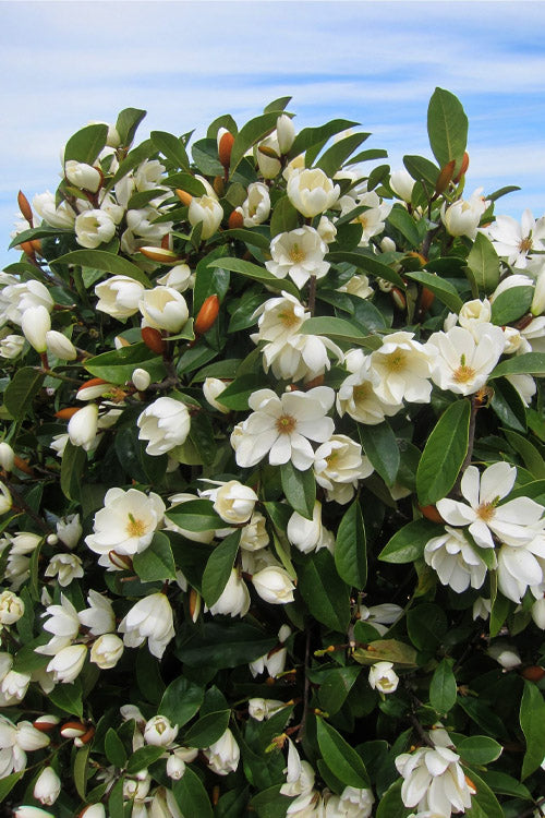  Fairy Cream Magnolia - 3 Gallon Pot