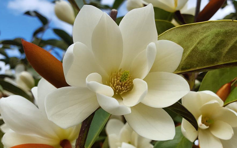  Fairy Cream Magnolia - 3 Gallon Pot