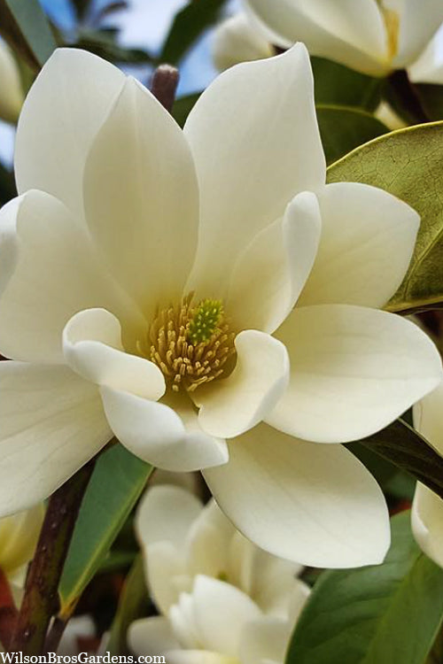  Fairy Cream Magnolia - 3 Gallon Pot