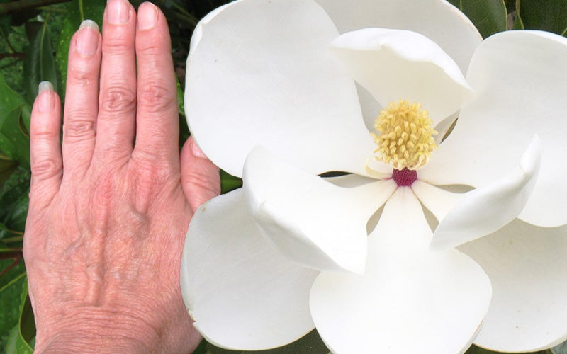  Edith Bogue Cold Hardy Evergreen Magnolia - 1 Gallon Pot