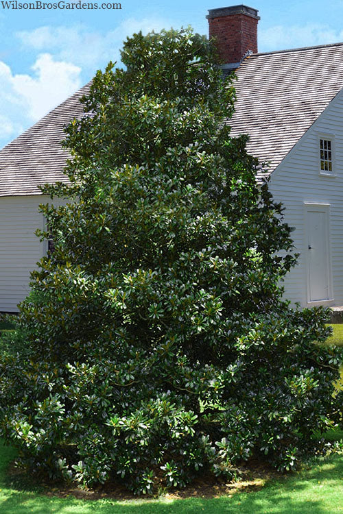  Edith Bogue Cold Hardy Evergreen Magnolia - 3 Gallon Pot (4-5')