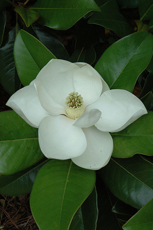  Edith Bogue Cold Hardy Evergreen Magnolia - 7 Gallon Pot (5-6')