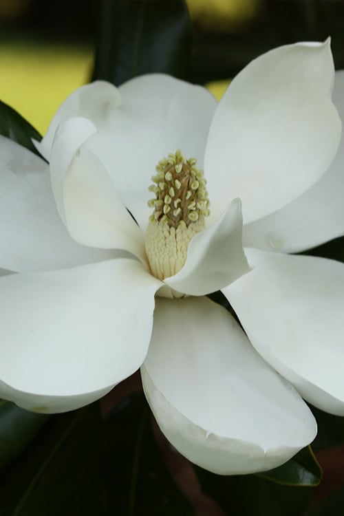  Edith Bogue Cold Hardy Evergreen Magnolia - 3 Gallon Pot (2-3')
