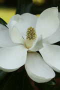  Edith Bogue Cold Hardy Evergreen Magnolia - 3 Gallon Pot (4-5')