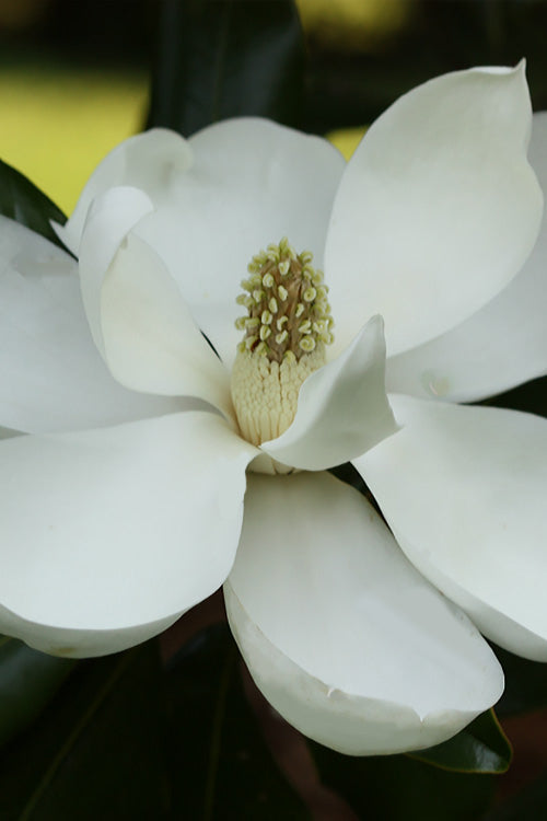  Edith Bogue Cold Hardy Evergreen Magnolia - 7 Gallon Pot (4-5')