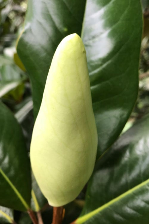  Edith Bogue Cold Hardy Evergreen Magnolia - 3 Gallon Pot (2-3')