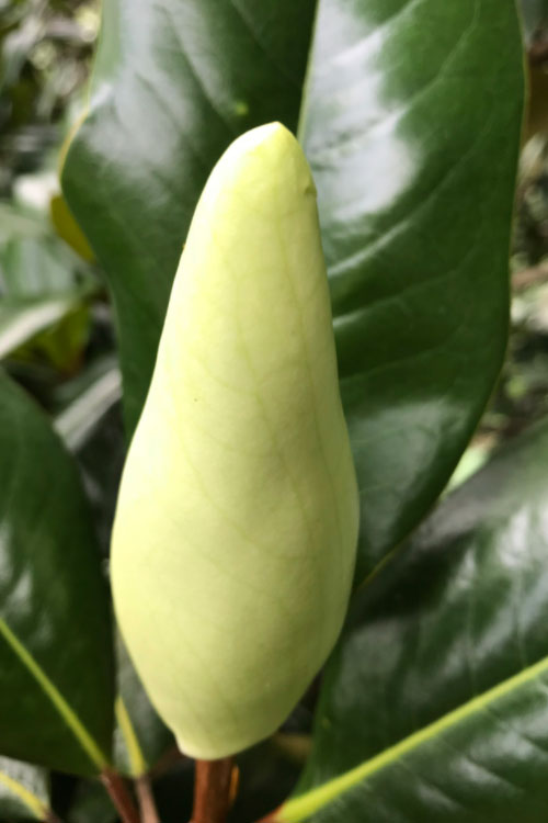  Edith Bogue Cold Hardy Evergreen Magnolia - 7 Gallon Pot (5-6')