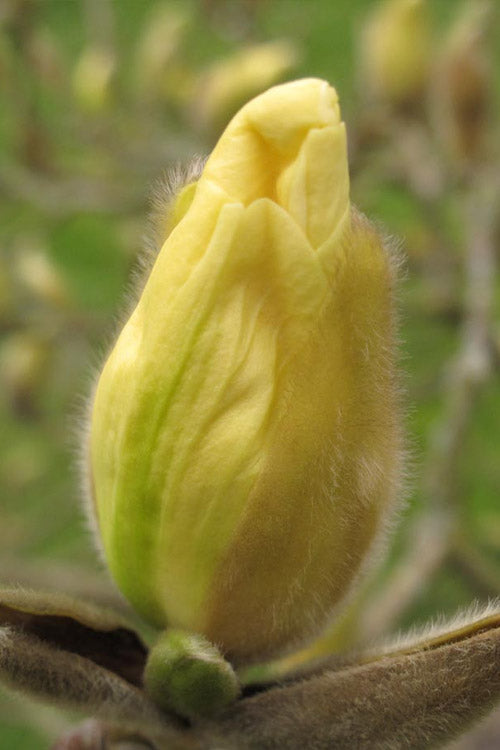  Elizabeth Magnolia (Tulip Tree) - 5 Gallon Pot (4-5')