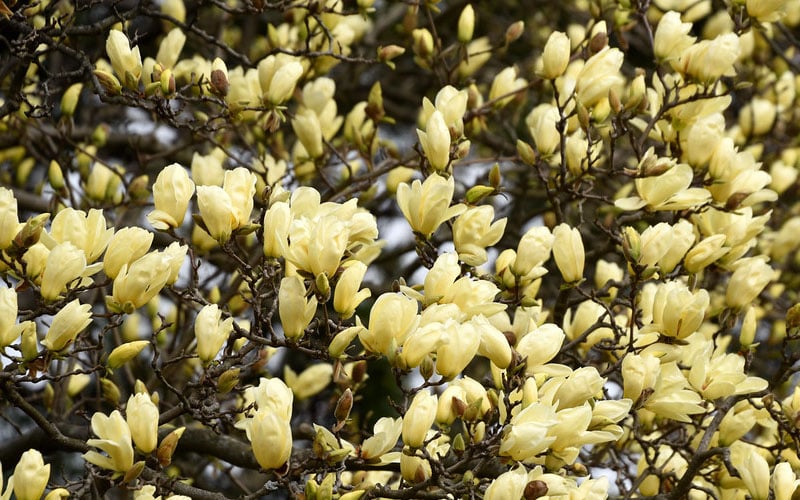  Elizabeth Magnolia (Tulip Tree) - 5 Gallon Pot