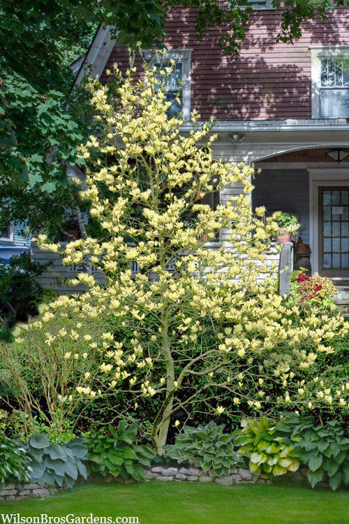  Elizabeth Magnolia (Tulip Tree) - 5 Gallon Pot (4-5')