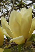  Elizabeth Magnolia (Tulip Tree) - 5 Gallon Pot (4-5')