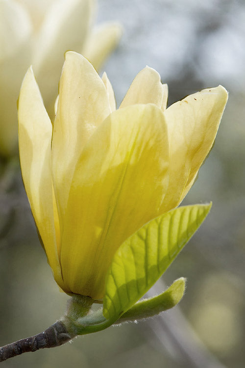  Elizabeth Magnolia (Tulip Tree) - 5 Gallon Pot (4-5')