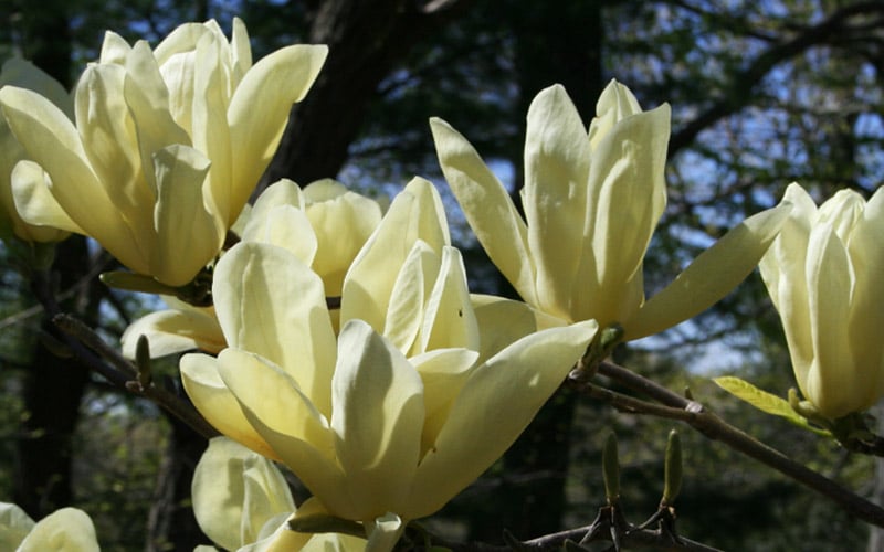  Elizabeth Magnolia (Tulip Tree) - 5 Gallon Pot
