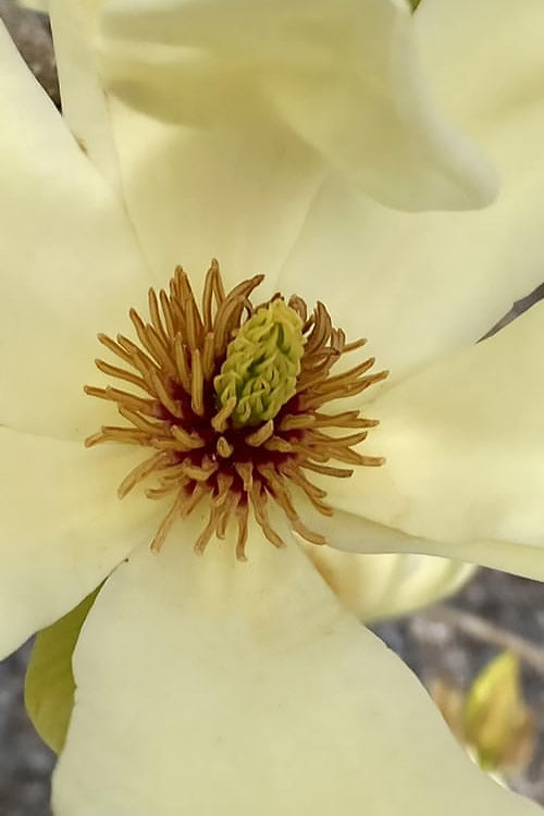  Elizabeth Magnolia (Tulip Tree) - 5 Gallon Pot (4-5')