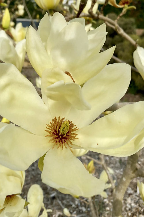  Elizabeth Magnolia (Tulip Tree) - 5 Gallon Pot (4-5')