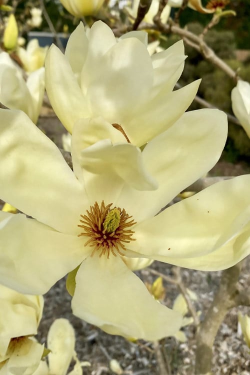  Elizabeth Magnolia (Tulip Tree) - 5 Gallon Pot