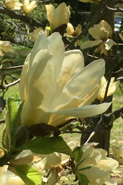  Elizabeth Magnolia (Tulip Tree) - 5 Gallon Pot