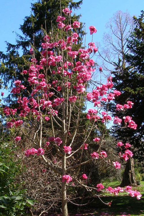 Felix Jury Magnolia (Tulip Tree) - 3 Gallon Pot