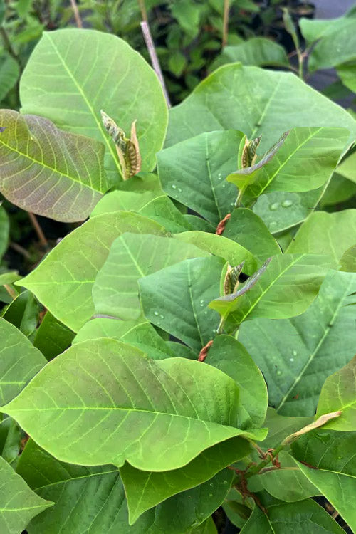  Felix Jury Magnolia (Tulip Tree) - 3 Gallon Pot
