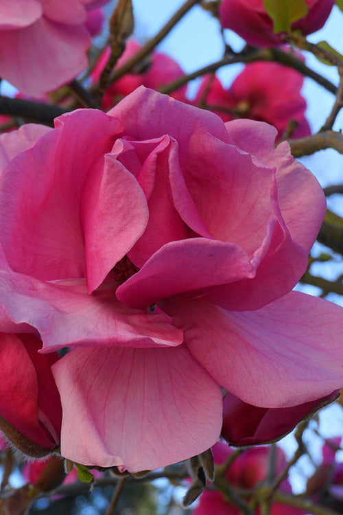  Felix Jury Magnolia (Tulip Tree) - 3 Gallon Pot