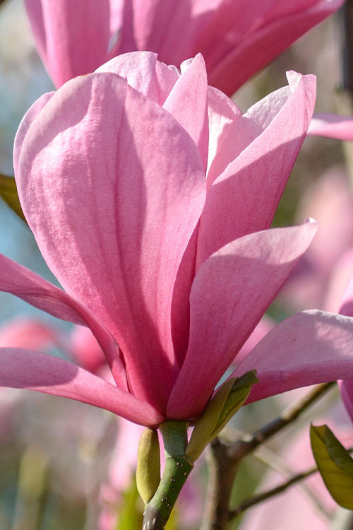  Galaxy Magnolia (Tulip Tree) - 7 Gallon Pot (6')
