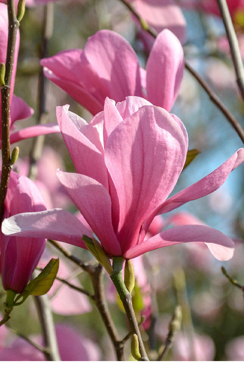  Galaxy Magnolia (Tulip Tree) - 7 Gallon Pot (6')