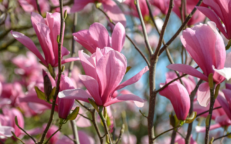  Galaxy Magnolia (Tulip Tree) - 7 Gallon Pot (6')