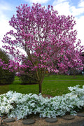  Galaxy Magnolia (Tulip Tree) - 7 Gallon Pot (6')