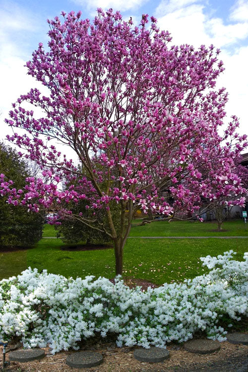 Galaxy Magnolia (Tulip Tree) - 7 Gallon Pot (6')