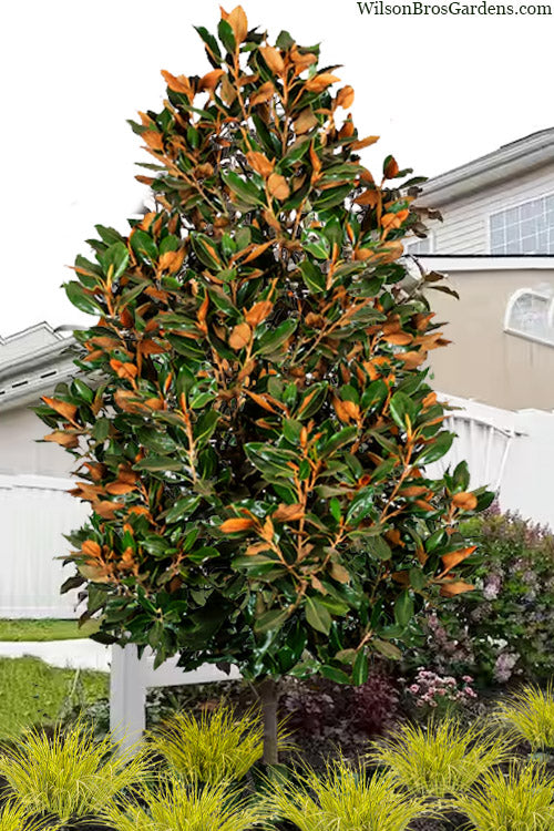  Brackens Brown Beauty Magnolia (Single Trunk Tree Form) - 3 Gallon Pot