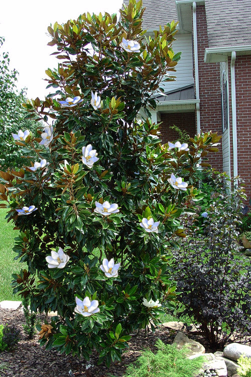  Little Gem Dwarf Southern Magnolia - 3 Gallon Pot (2-2.5')