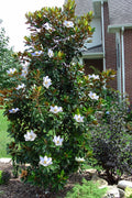  Little Gem Dwarf Southern Magnolia - 3 Gallon Pot (2-2.5')