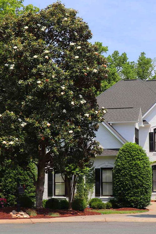  Southern Magnolia Tree (Single Trunk Tree Form) - 5 Gallon Pot
