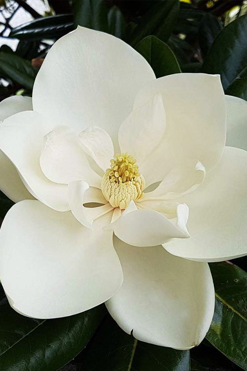  Southern Magnolia Tree (Single Trunk Tree Form) - 5 Gallon Pot