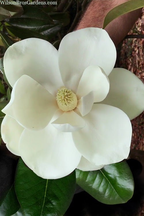  Southern Magnolia Tree (Single Trunk Tree Form) - 5 Gallon Pot