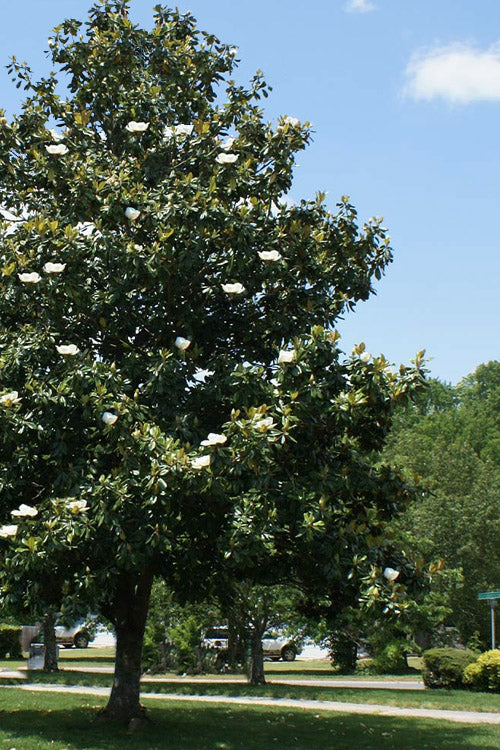  Southern Magnolia Tree (Single Trunk Tree Form) - 5 Gallon Pot