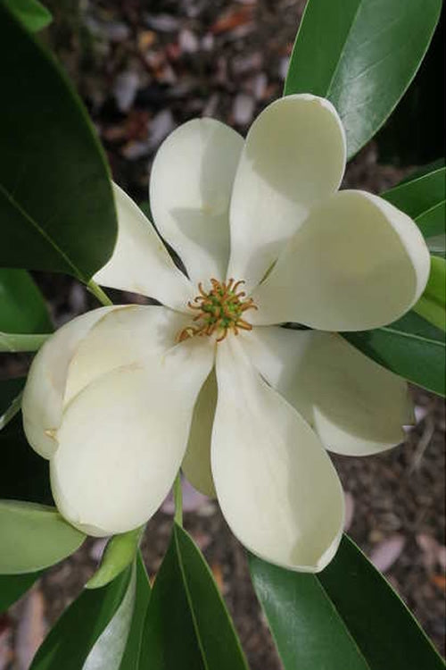  Green Shadow Sweetbay Magnolia Tree (Magnolia Virginiana) - 6 Pack Of 1 Gallon Pots