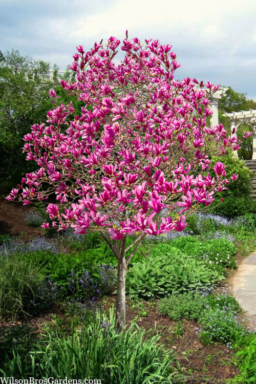  Jane Magnolia Tulip Tree (Single Trunk) - 7 Gallon Pot
